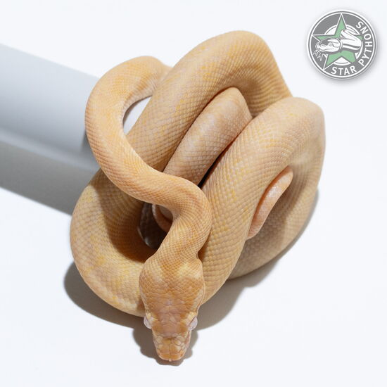 This beautiful male Albino (pure Darwin) carpet python with id 25-306 is for sale.