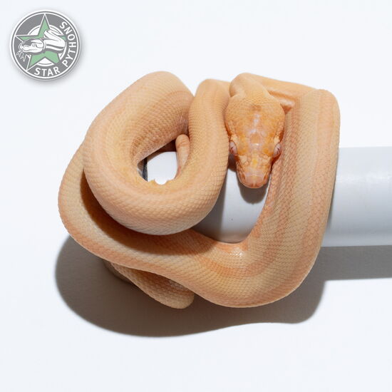 Dieses schöne Albino Tiger Teppichpython (männlich) mit der ID 25-386 ist zu verkaufen.