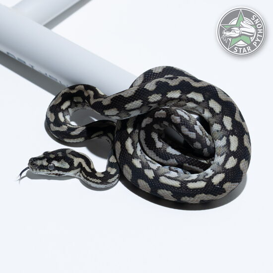 This beautiful male Axanthic carpet python with id 25-458 is for sale.