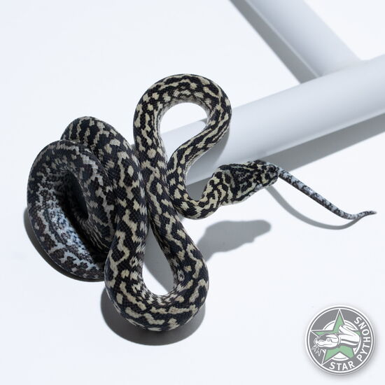 This beautiful female Axanthic Zebra carpet python with id 25-462 is for sale.
