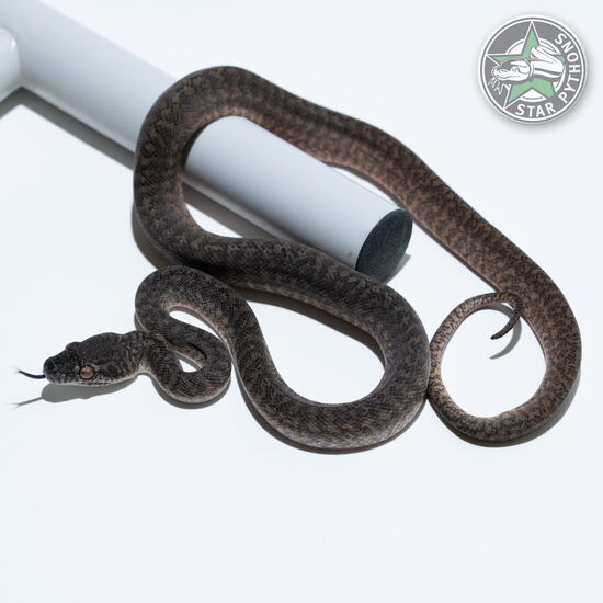 이 아름다운 (Granite (female)) 카펫비단뱀(ID: 26-036)이 판매 중입니다.