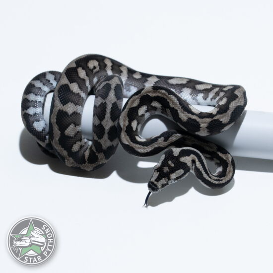 이 아름다운 (Axanthic (pure IJ) (male)) 카펫비단뱀(ID: 26-063)이 판매 중입니다.