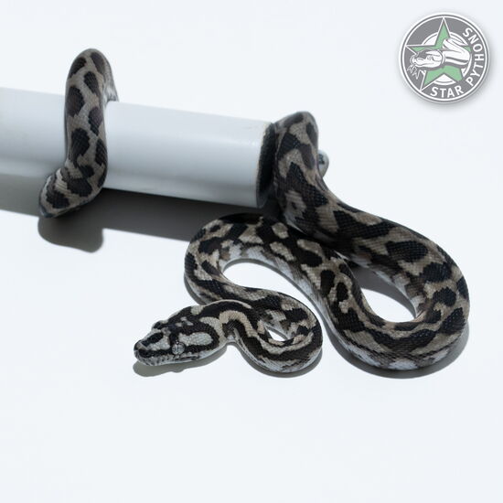 This beautiful male Axanthic (pure IJ) carpet python with id 26-064 is for sale.