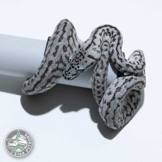 This beautiful male Axanthic Granite Jaguar carpet python with id 26-276 is for sale.