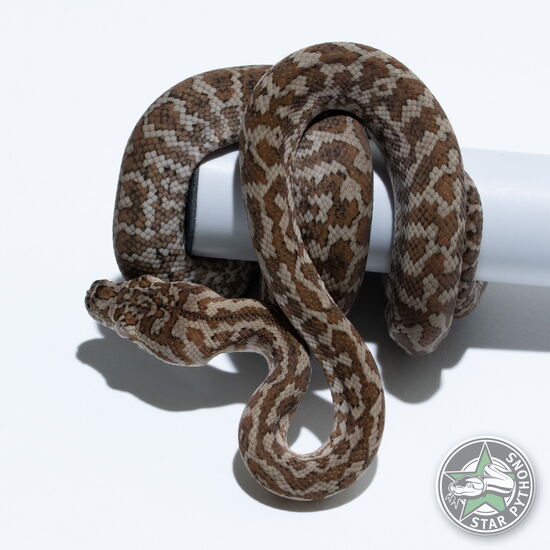 This beautiful female Caramel Zebra carpet python with id 26-347 is for sale.