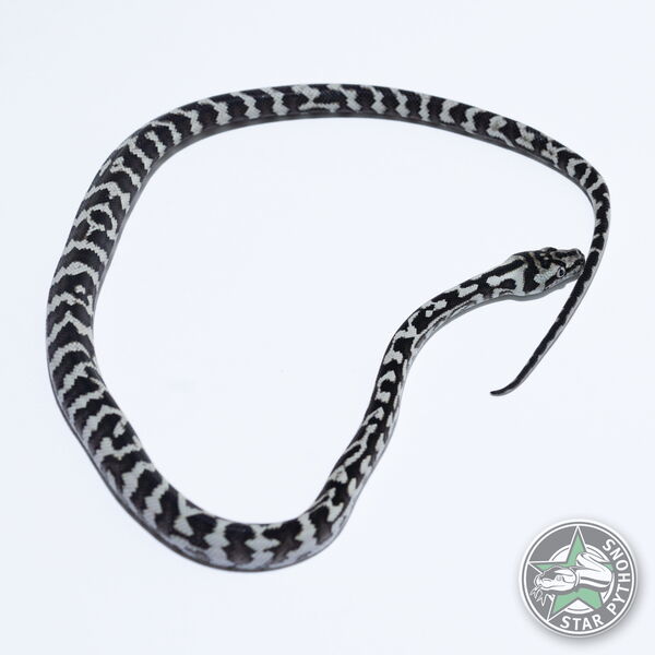 Dieses schöne Axanthic Teppichpython (männlich) mit der ID 26-443 ist zu verkaufen.