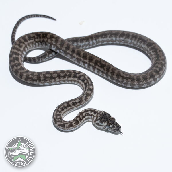 이 아름다운 (Caramel Axanthic Zebra (Male)) 카펫비단뱀(ID: 26-472)이 판매 중입니다.