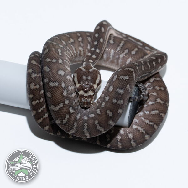 이 아름다운 (Bredli (Female)) 카펫비단뱀(ID: 26-531)이 판매 중입니다.