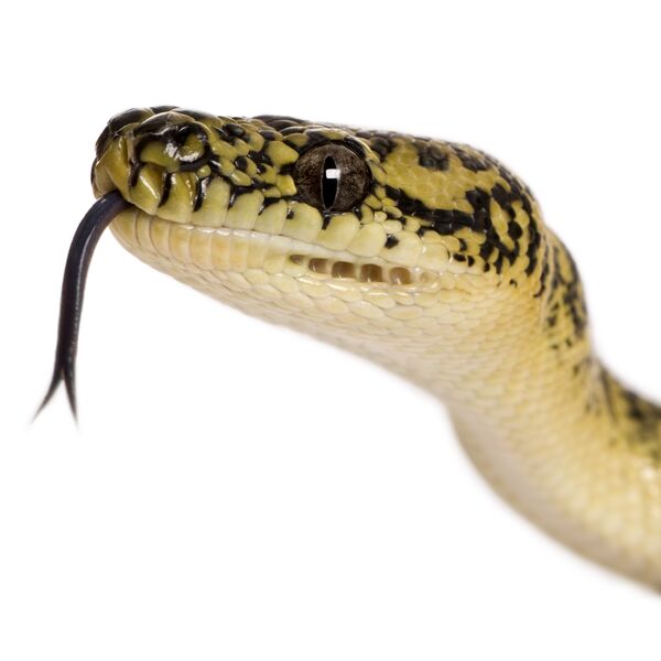 Zucht von Teppichpythons