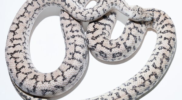 Ghost Zebra Jaguar Teppichpython Männchen (Morelia spilota), Schlupf 2022 – StarPythons