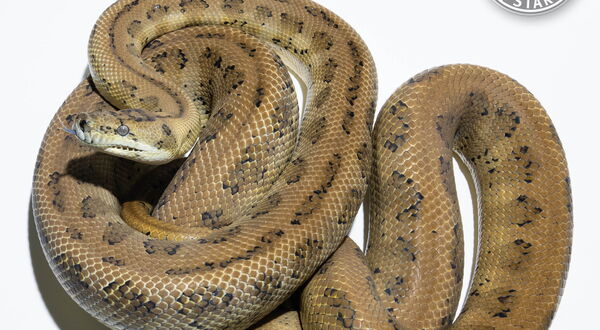 Jaguar Teppichpython (Morelia spilota mcdowelli) – intermediär vererbende Mutation mit markant aufgebrochenem Muster | StarPythons