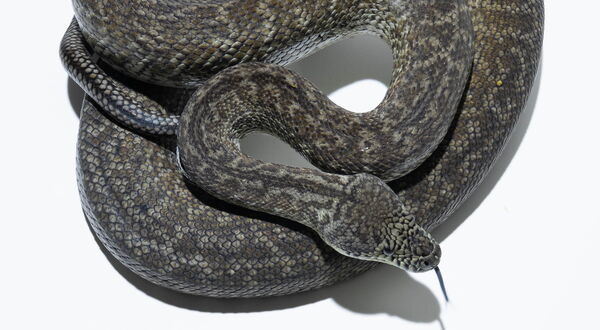 Granite Teppichpython (Morelia spilota harrisoni) – rezessive Zeichnungsmorph mit fragmentierter, körnchenartiger Schuppenstruktur