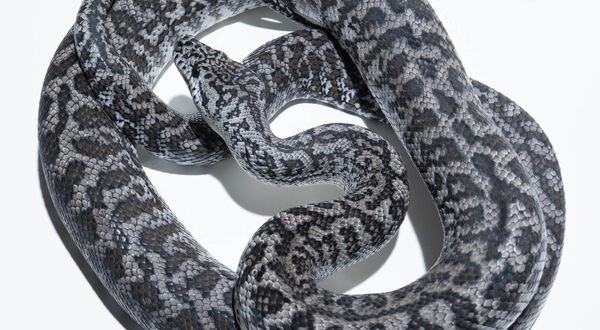 Axanthic Granite Teppichpython (Morelia spilota harrisoni) – reinrassige doppelt rezessive Kombination mit stark reduzierter Gelbpigmentierung und fragmentierter Zeichnung