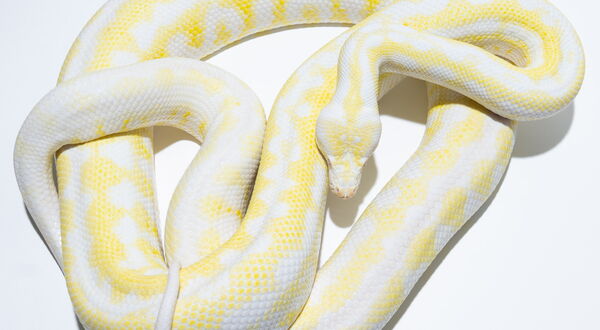 Snow Teppichpython Weibchen – Albino Axanthic (Morelia spilota), Schlupf 2021 – StarPythons