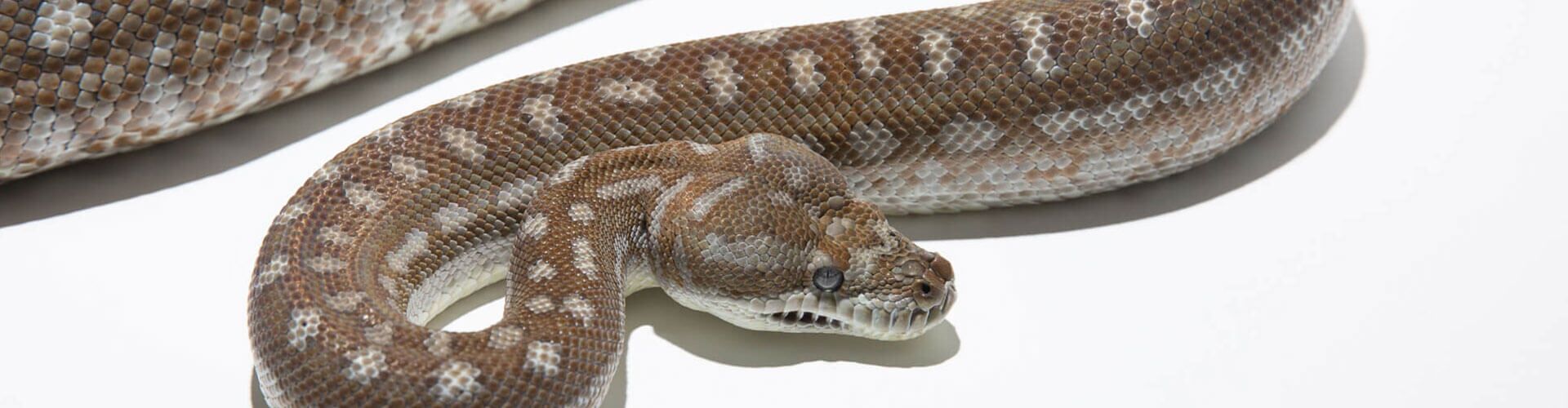 Morelia bredli - Bredls Python