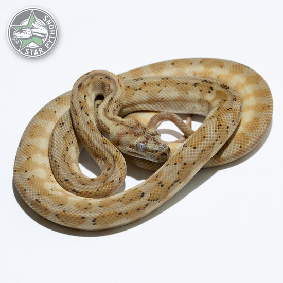 This beautiful female Hypo (pure Coastal) carpet python with id 24-467 is for sale.