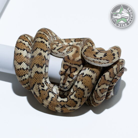 이 아름다운 (Hypo Caramel (Female)) 카펫비단뱀(ID: 25-034)이 판매 중입니다.