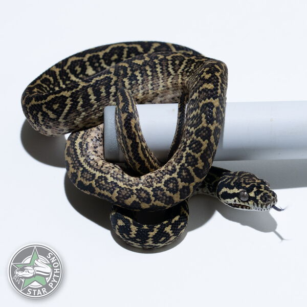 이 아름다운 (Zebra het Albino (female)) 카펫비단뱀(ID: 25-168)이 판매 중입니다.