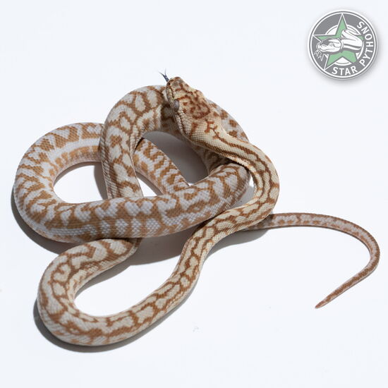 This beautiful male Hypo Zebra Jaguar het Axanthic carpet python with id 25-258 is for sale.