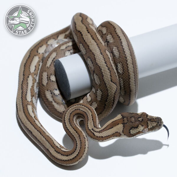 This beautiful female Caramel Tiger (pure Coastal) carpet python with id 25-414 is for sale.