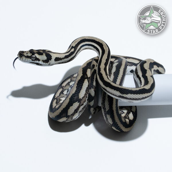 Dieses schöne Tiger het Axanthic (pure Coastal) Teppichpython (männlich) mit der ID 25-473 ist zu verkaufen.