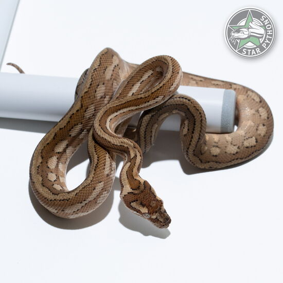 이 아름다운 (Caramel Tiger (pure Coastal) (female)) 카펫비단뱀(ID: 25-552)이 판매 중입니다.