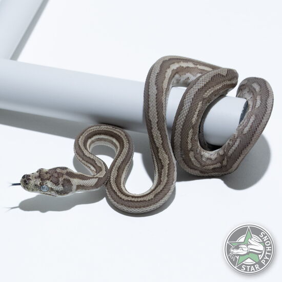 This beautiful female Caramel Axanthic Tiger (pure Coastal) carpet python with id 25-566 is for sale.
