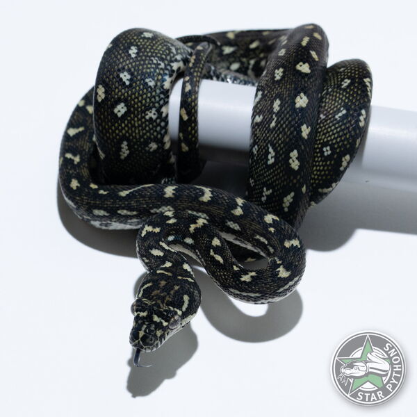 This beautiful female Diamond carpet python with id 25-634 is for sale.