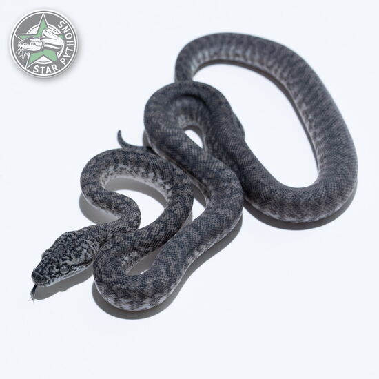 This beautiful female Axanthic Granite (pure IJ) carpet python with id 26-014 is for sale.