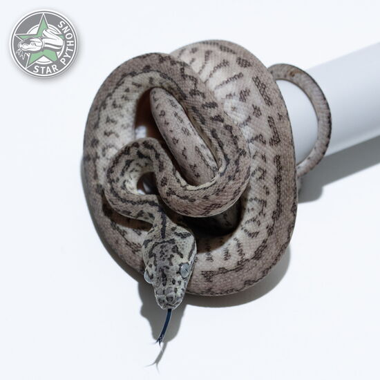 This beautiful male Axanthic Granite Jaguar carpet python with id 26-109 is for sale.