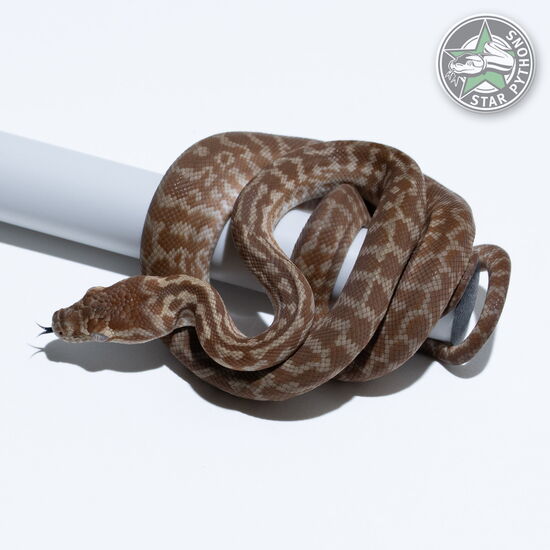 This beautiful male Hypo Zebra carpet python with id 26-341 is for sale.