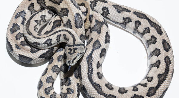 Axanthic Jaguar Teppichpython Männchen (Morelia spilota), Schlupf 2021 – StarPythons
