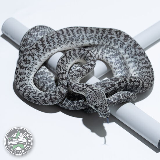 This beautiful male Axanthic Granite Jaguar carpet python with id 23-012 is for sale.