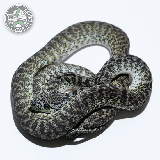 This beautiful female Granite het Axanthic carpet python with id 23-170 is for sale.
