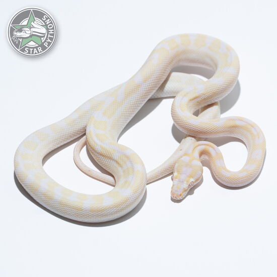 This beautiful male Snow carpet python with id 23-307 is for sale.