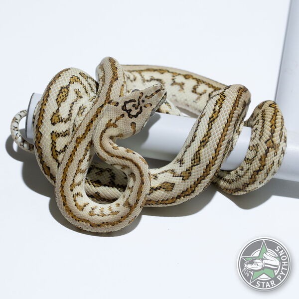 Dieses schöne Hypo Zebra Jaguar Teppichpython (weiblich) mit der ID 24-783 ist zu verkaufen.