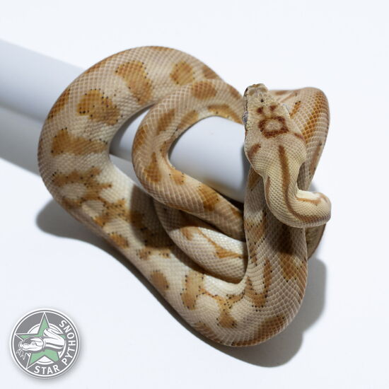 This beautiful female Hypo Jaguar carpet python with id 24-791 is for sale.