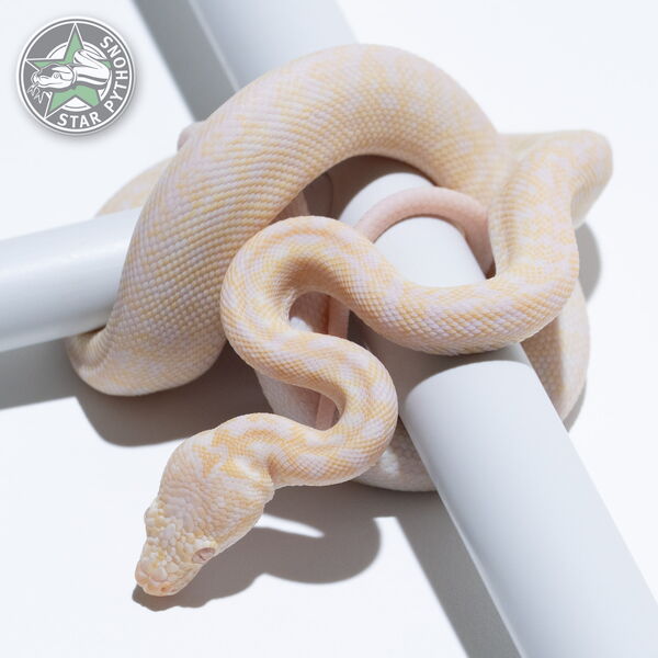 This beautiful female Snow Granite carpet python with id 25-053 is for sale.