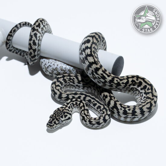 이 아름다운 (Axanthic Zebra (female)) 카펫비단뱀(ID: 25-351)이 판매 중입니다.