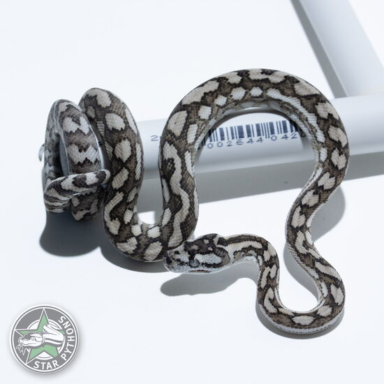 이 아름다운 (Caramel Axanthic (female)) 카펫비단뱀(ID: 25-443)이 판매 중입니다.