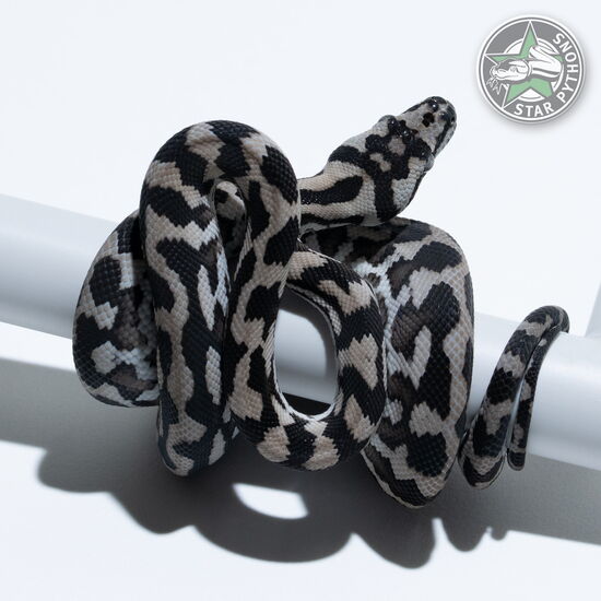 This beautiful female Axanthic carpet python with id 25-500 is for sale.