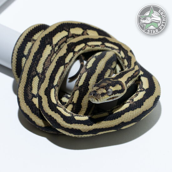 This beautiful female Tiger (pure Coastal) carpet python with id 25-584 is for sale.