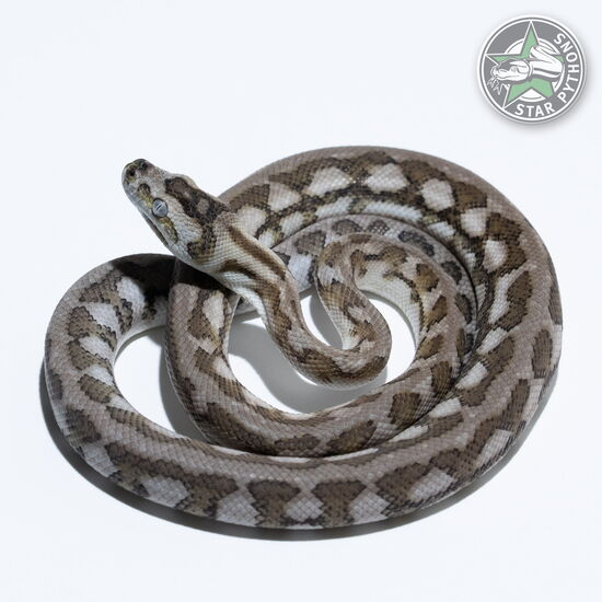 이 아름다운 (Caramel Axanthic Jaguar (female)) 카펫비단뱀(ID: 25-606)이 판매 중입니다.