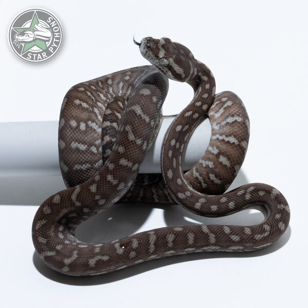 이 아름다운 (Bredli (male)) 카펫비단뱀(ID: 25-649)이 판매 중입니다.