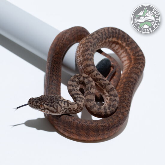 This beautiful female Caramel Granite carpet python with id 26-148 is for sale.