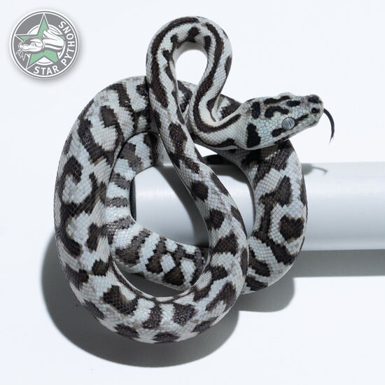 이 아름다운 (Axanthic Jaguar (male)) 카펫비단뱀(ID: 26-187)이 판매 중입니다.