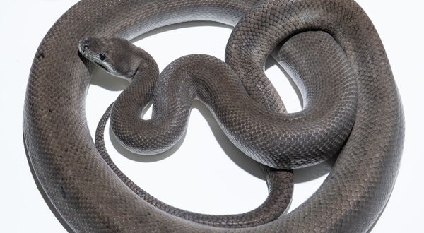 Axanthic Super Zebra Teppichpython (Morelia spilota) – homozygoter Zebra auf rezessivem Axanthic-Hintergrund mit nahezu musterfreier silber-grauer Erscheinung