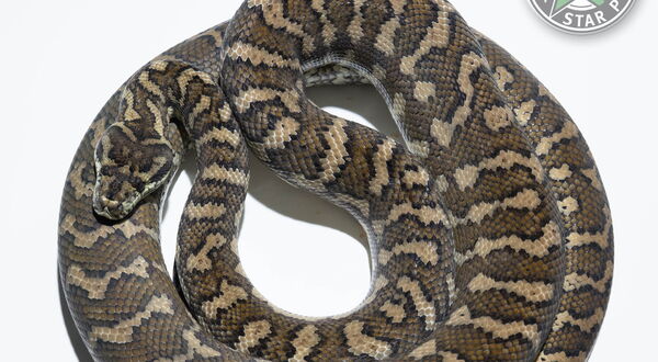 Caramel Teppichpython (Morelia spilota mcdowelli) – inkomplett-dominante Mutation mit warmen Bronze- und Karamellfarben