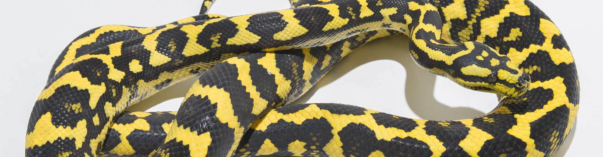 German Bloodline Jungle Carpet Python, high-contrast black and yellow – StarPythons