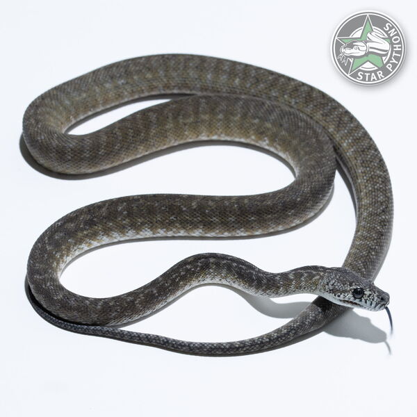 Dieses schöne Granite dblhet Snow Teppichpython (weiblich) mit der ID 23-146 ist zu verkaufen.